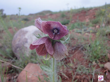 eynali - wild flower - Tabriz